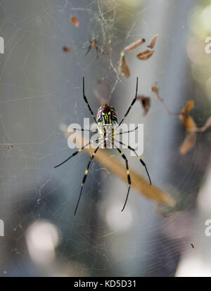 Eine Seidenspinne im Netz. Stockfoto