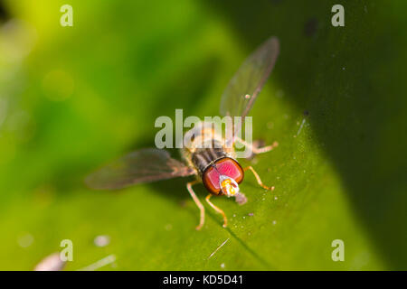 Hoverfly auf einem Blatt Stockfoto