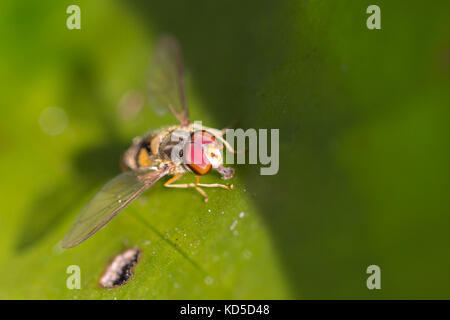 Hoverfly auf einem Blatt Stockfoto