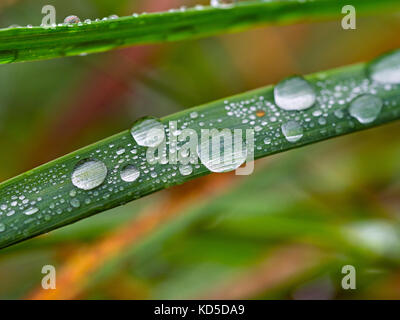 Nach der Herbstdusche tropft Regen auf das Gras Stockfoto