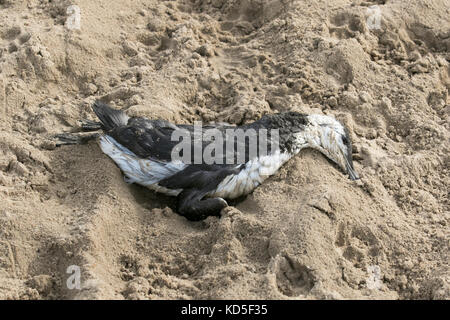 Dead Sea Bird gewaschen am Crosby Beach an der Küste, Merseyside nach den jüngsten Sturm, Großbritannien Stockfoto