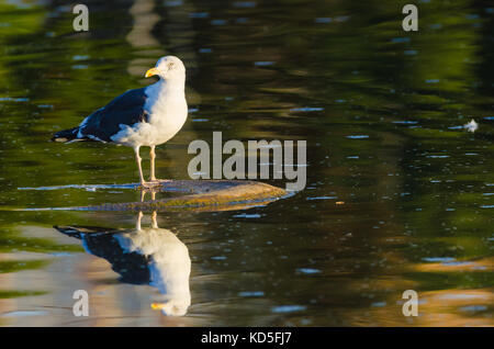 Heringsmöwe oder Larus fuscus mit Reflexion und kopieren Sie Platz für Text Stockfoto