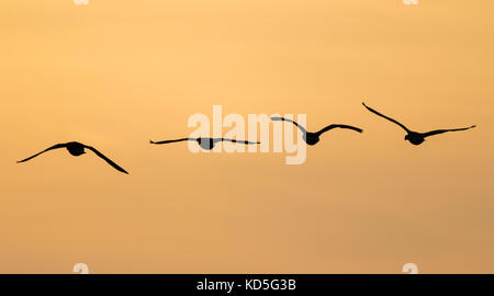 Vier wilde britische Kanadagänse (Branta canadensis) in Silhouette in klarem orangefarbenem Himmel, fliegen nach Hause, um bei Sonnenuntergang zu brüten. Britische Tierwelt. Stockfoto