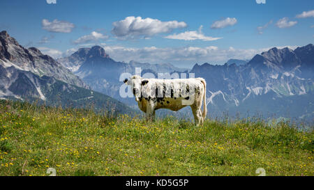 Weiße und schwarze Kuh in den italienischen Alpen Stockfoto