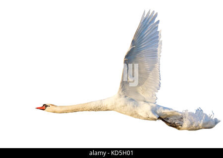 Schwan fliegt mit Spritzwasser isoliert auf weißem Stockfoto