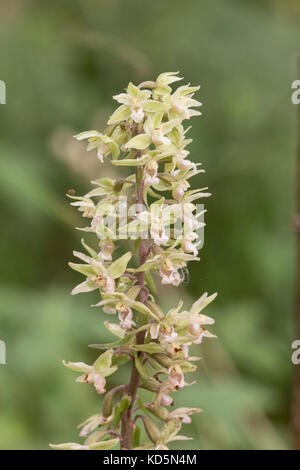 Violett helleborine Epipactis purpurata Pflanzen groeing in schattigen Wäldern, Suffolk, England Stockfoto