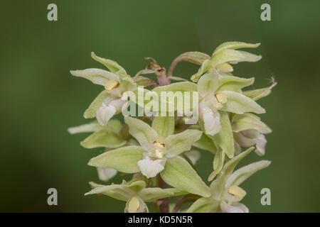 Violett helleborine Epipactis purpurata Pflanzen groeing in schattigen Wäldern, Suffolk, England Stockfoto