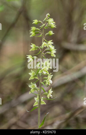 Violett helleborine Epipactis purpurata Pflanzen groeing in schattigen Wäldern, Suffolk, England Stockfoto