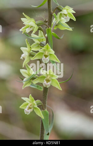 Violett helleborine Epipactis purpurata Pflanzen groeing in schattigen Wäldern, Suffolk, England Stockfoto