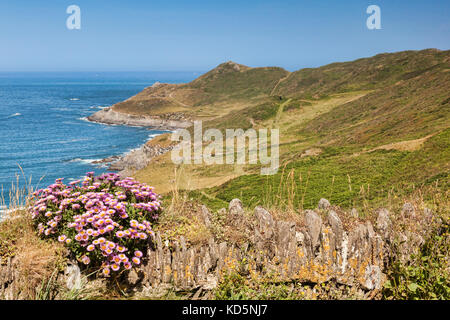 Der South West Coast Path in der Nähe von Woolacombe, Devon, England, UK, in Richtung morte Punkt, an einem der heißesten Tage des Jahres. Fokus auf foregroun Stockfoto