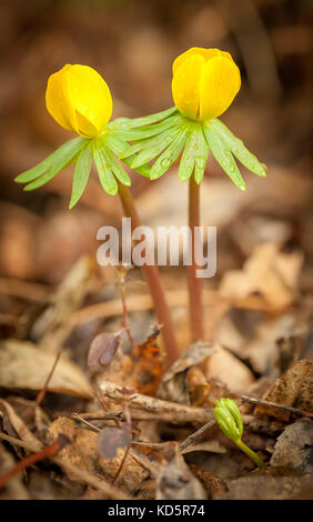 Nahaufnahme von Eranthis Hyemalis auf dem Boden eines Waldes im Frühling Stockfoto