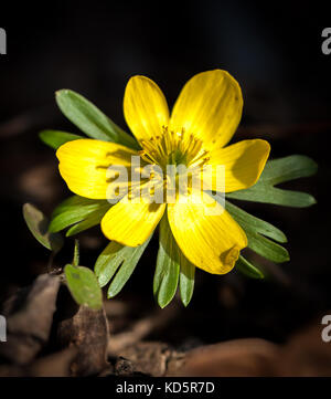 Nahaufnahme von Eranthis Hyemalis auf dem Boden eines Waldes im Frühling Stockfoto