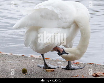 Eine Mute swan scheint sich zu verdrehen in der Bemühung des putzen Stockfoto