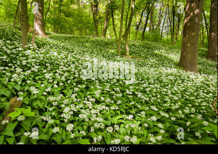 Bärlauch im Wald Stockfoto