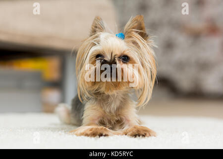 Yorkshire Terrier mit einem kurzen Haarschnitt liegt auf dem Teppich Stockfoto