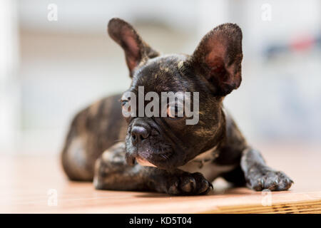 Der eine französische Bulldogge Welpen im Alter von 4 Monaten liegt auf dem Boden Stockfoto