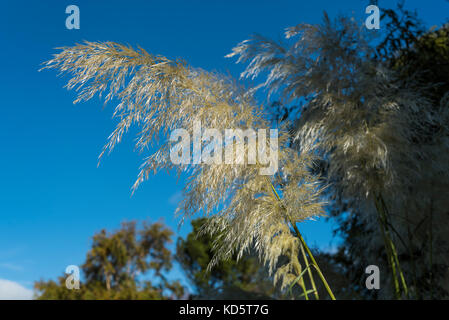 Cortaderia selloana Sunningdale Silber, Pampas Gras tussock Gras. Stockfoto