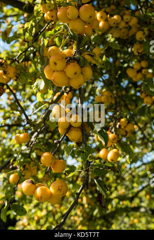 Malus Butterball, Rosaceae, Crab Apple, gelben Früchten. Stockfoto