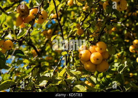 Malus Butterball, Rosaceae, Crab Apple, gelben Früchten. Stockfoto