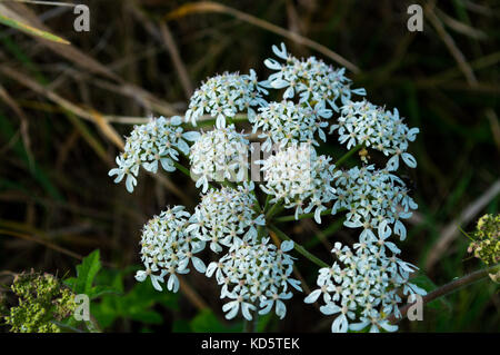 Makro britischen wilde Wiese hemlock Blume in voller Blüte mit weißen und violetten Blüten im frühen Herbst häufig verwechselt für Kuh Petersilie oder dropwort Stockfoto