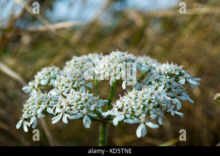 Makro britischen wilde Wiese hemlock Blume in voller Blüte mit weißen und violetten Blüten im frühen Herbst häufig verwechselt für Kuh Petersilie oder dropwort Stockfoto