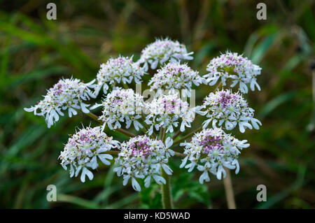 Makro britischen wilde Wiese hemlock Blume in voller Blüte mit weißen und violetten Blüten im frühen Herbst häufig verwechselt für Kuh Petersilie oder dropwort Stockfoto