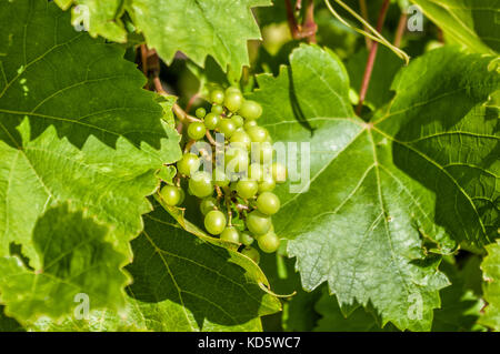 Bündel grüne Trauben wachsen auf der Rebe. Stockfoto
