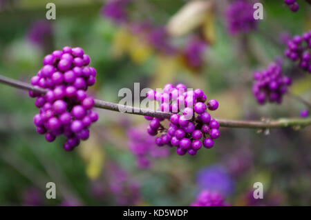 Die violetten Beeren Der callicarpa Strauch, auch als Schönheit berry bekannt. Stockfoto