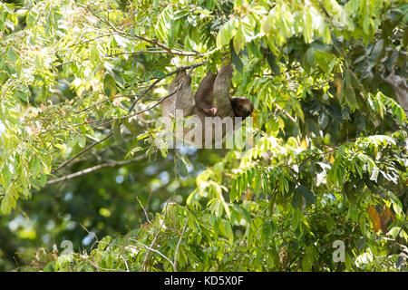 Drei-toed Sloth hängen in einem Baum, Costa Rica Stockfoto