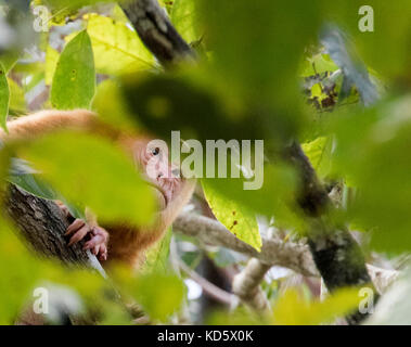 Blass Brüllaffen in einem Baum, Costa Rica Stockfoto