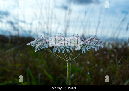 Makro britischen wilde Wiese hemlock Blume in voller Blüte mit weißen und violetten Blüten im frühen Herbst häufig verwechselt für Kuh Petersilie oder dropwort Stockfoto