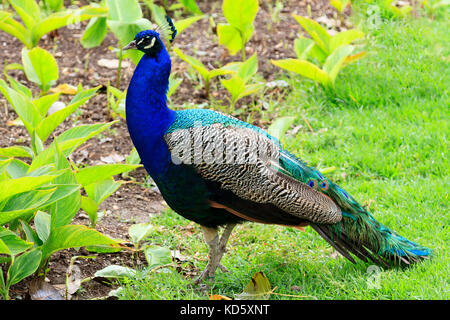 Closeup Schoß der Großen erwachsenen Pfau Stockfoto