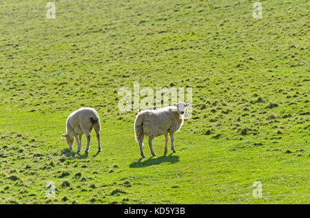 Zwei SCHAFE IN EINEM FELD IN Devon, England Großbritannien Stockfoto