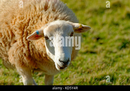 Nahaufnahme der ein Schaf in Devon, England Großbritannien Stockfoto