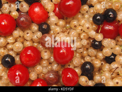In der Nähe Bild von gemischten Sommer Beeren Stockfoto