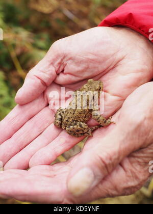 Junge Kröte in alten Händen gehalten Stockfoto