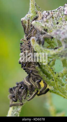 Kleine schildpatt Schmetterling Raupen (Nymphalis urticae) auf Brennnesseln (Urtica dioica) Stockfoto