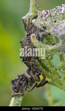 Kleine schildpatt Schmetterling Raupen (Nymphalis urticae) auf Brennnesseln (Urtica dioica) Stockfoto