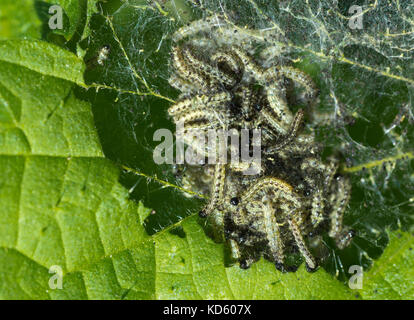 Kleine schildpatt Schmetterling Raupen (Nymphalis urticae) auf Brennnesseln (Urtica dioica) Stockfoto