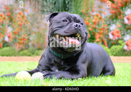 Staffordshire Bull Terrier schwarz Hund liegend auf Gras spielen mit Tennisbällen. Er ist glücklich und entspannt. Stockfoto