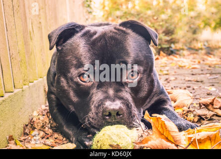 Schwarz Staffordshire Bull Terrier Hund liegend vor der Kamera mit großen runden traurig niedlich Augen. Er hat einen Tennisball und liegt auf Herbst Stockfoto