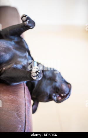 Schlafen Staffordshire Bull Terrier Hund liegend mit der Oberseite nach unten auf ein braunes Leder Sofa mit seinen Kopf hängen von der Seite. Stockfoto