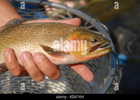 Cutthroat Forelle im Angler's Hand. Fischer mit Verriegelung Fische über einen Kescher in Montana. Stockfoto