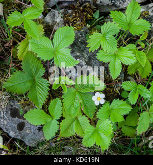 Wilde Erdbeere FRAGARIA VESCA Blätter mit einer einzigen Blume Stockfoto