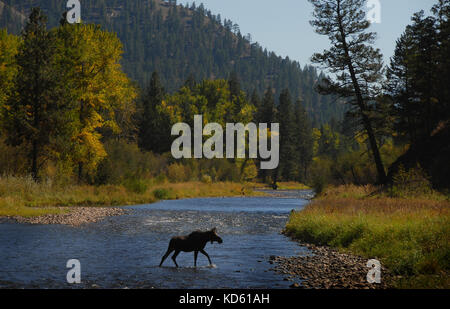 Bull Moose Crossing Rock Creek, ein blaues Band Forellenbach in Western Montana. Stockfoto