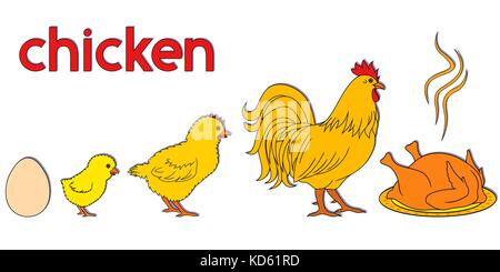 Huhn Leben weg, konzeptionelle cartoon Vector Illustration mit Phasen der geboren, die Entfaltung und das Ende der heimischen Vogel Stock Vektor