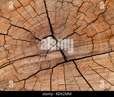 Frisch Baumstamm austrocknen und reißen in der Sonne durch eine bunte Oberfläche. Stockfoto