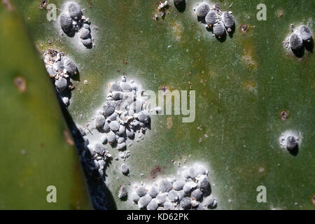 Closeup Cochenille dactylopidae Insekten von einem Kaktus Baum Stockfoto