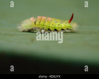 Pale tussock Motte Caterpillar Stockfoto