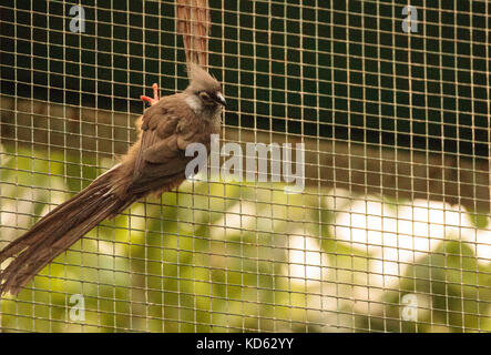 Gesprenkelte mousebird namens colius striatus in Ghana, Äthiopien und Tansania gefunden wird. Stockfoto